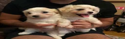 Bichon Frise dogs for sale: Cute bichons looking for their forever home  - Advert 5