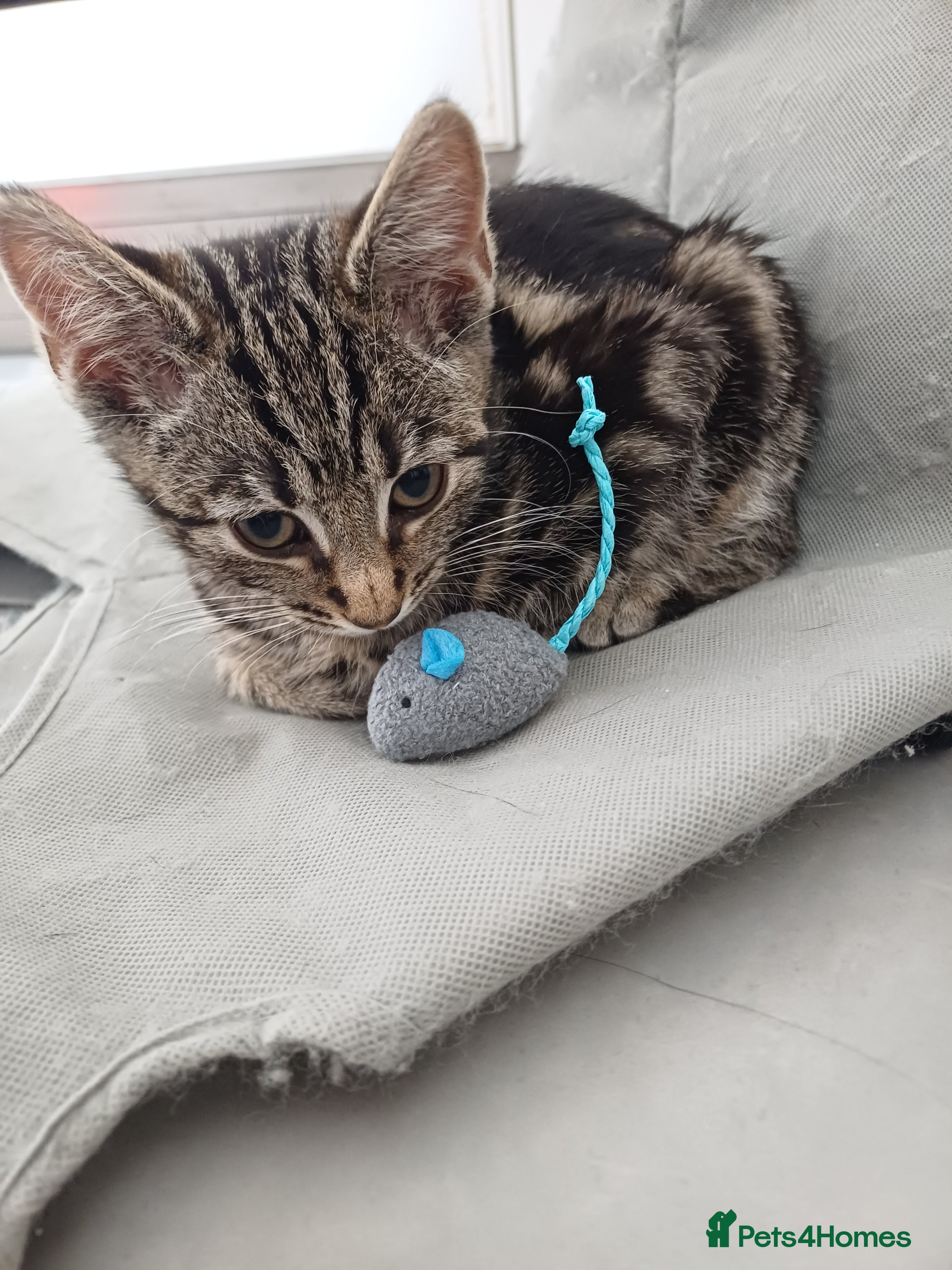 Mixed Breed cats Domestic brown tabby kitten thick stripes😻   - Advert 2