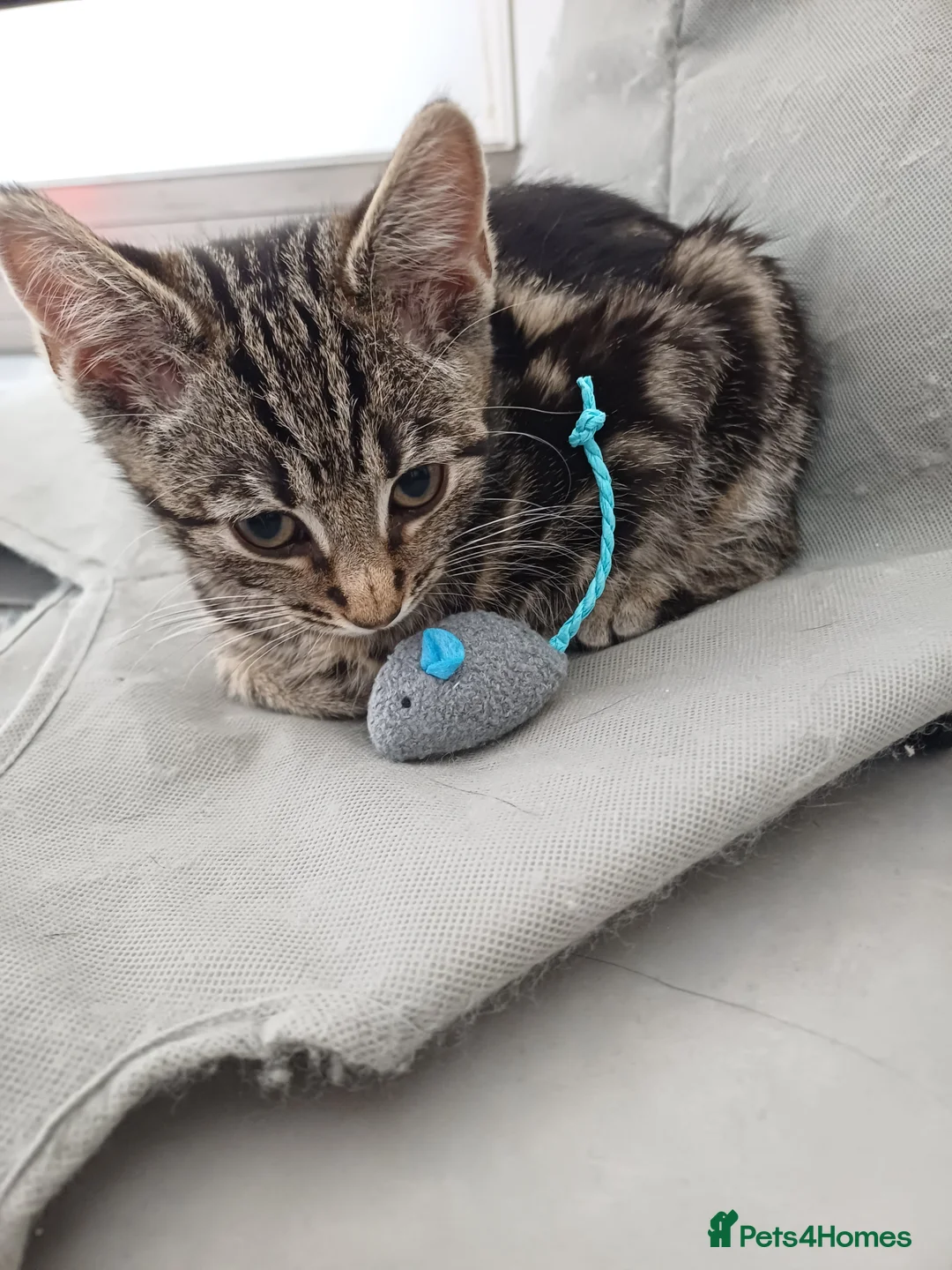 Mixed Breed cats for sale: Domestic brown tabby kitten thick stripes😻   - Advert 1