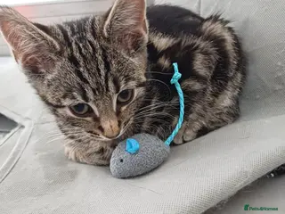 Mixed Breed cats Domestic brown tabby kitten thick stripes😻 - Advert 2