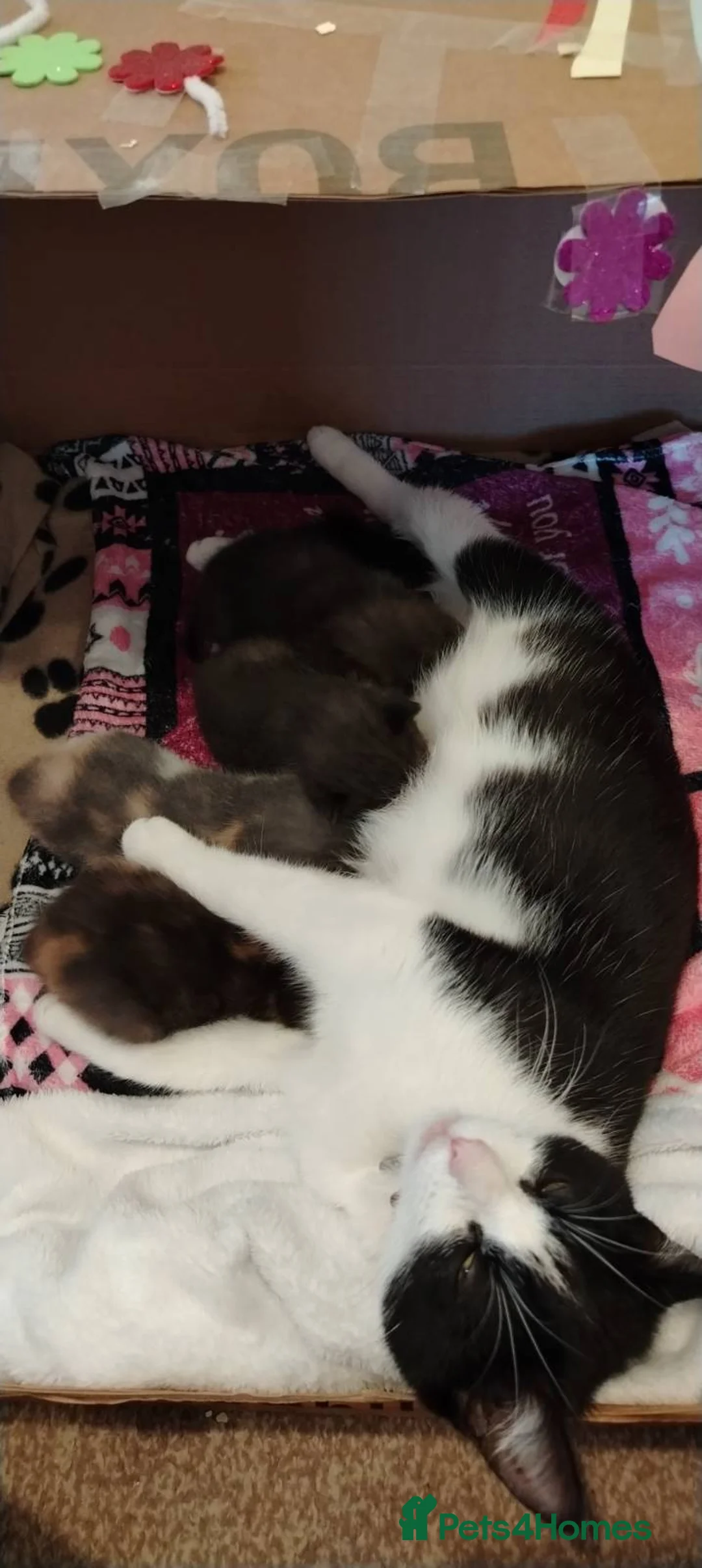 Mixed Breed cats for sale: Beautiful mixed breed kittens. in Holyhead - Advert 8