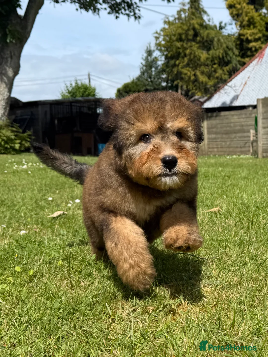 Bernedoodle dogs for sale: Female F1 Standard Bernedoodle puppy - Advert 2