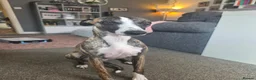 Whippet dogs for stud: Barney - Advert 10