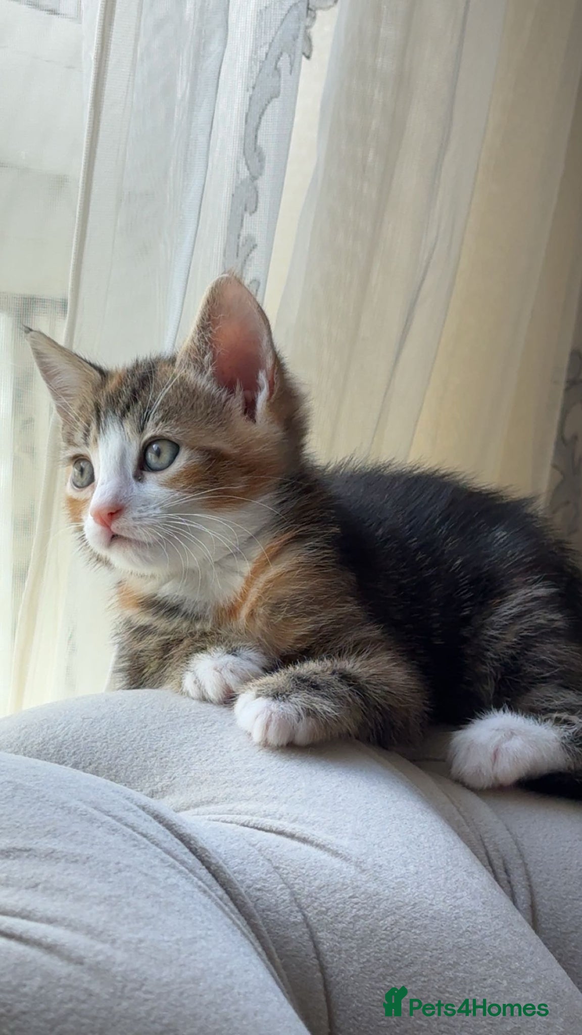 Mixed Breed cats Kittens for sale - Advert 1
