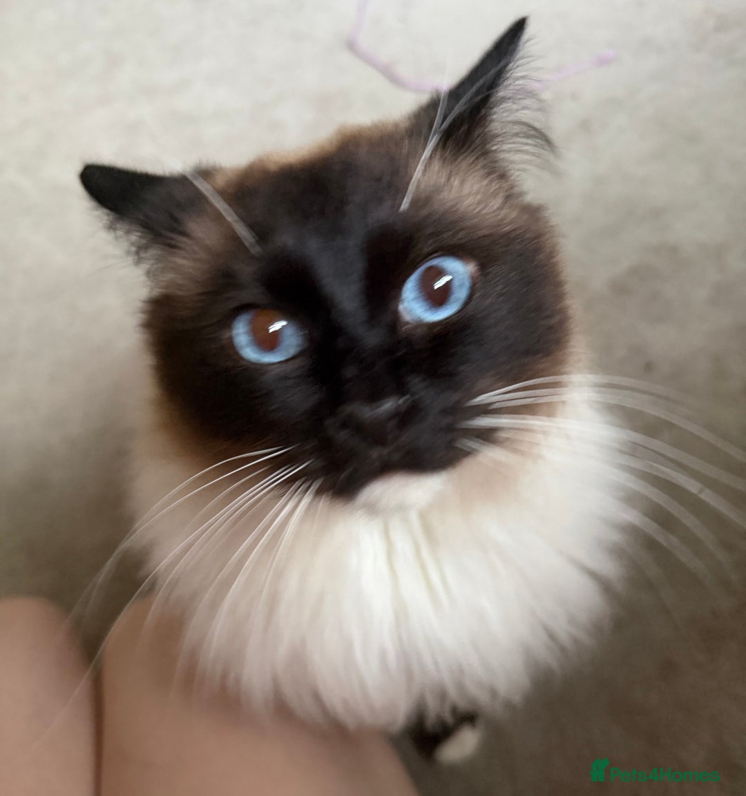 Ragdoll cats for sale: Stunning Male Ragdoll House Cat  - Advert 4