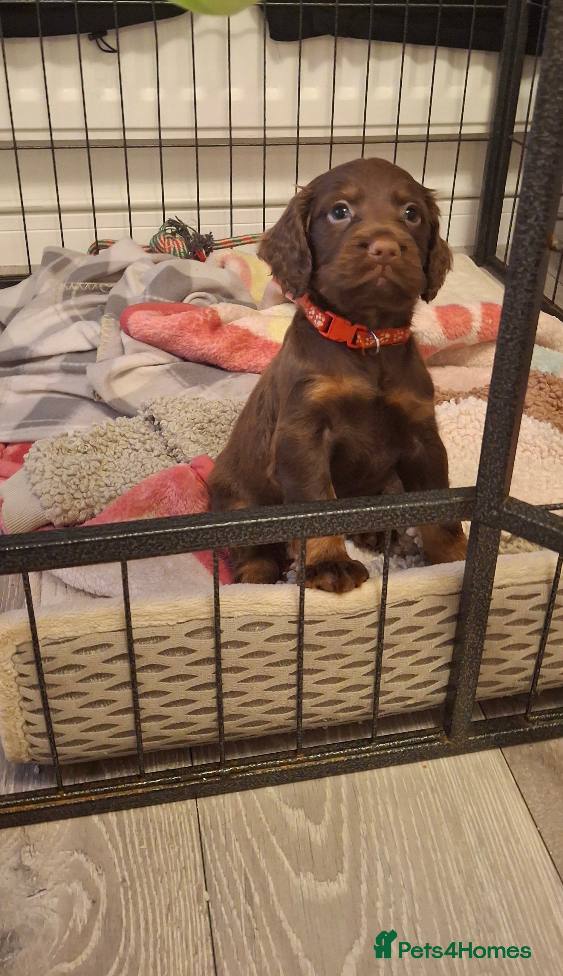 Cocker Spaniel dogs Kc reg working cocker spaniel puppies  - Advert 3