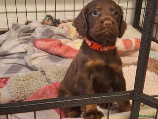 Cocker Spaniel dogs Kc reg working cocker spaniel puppies - Advert 3