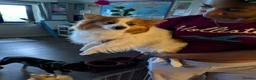 Pomeranian dogs for sale: Beautiful Pomeranian Puppies Ready Now in Nottingham - Advert 28