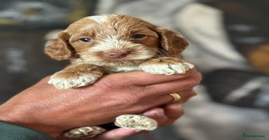 Cockapoo dogs - Advert 5