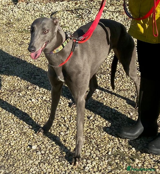 Greyhound dogs Lovely Leena wants a new forever home - Advert 3