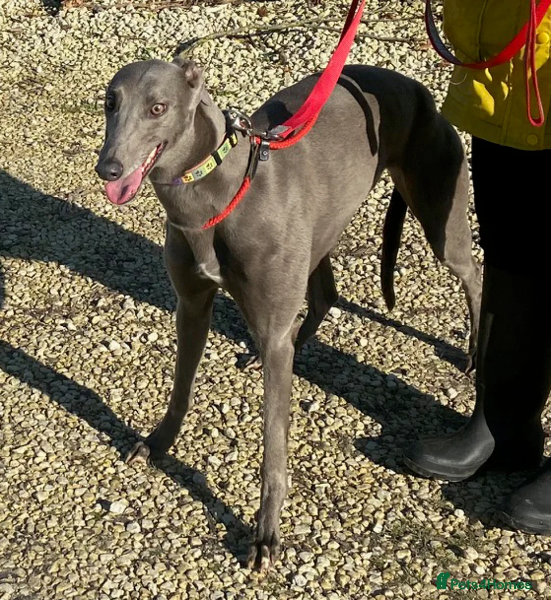 Greyhound dogs for adoption: Lovely Leena wants a new forever home - Advert 1