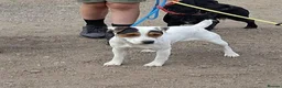 Jack Russell dogs for sale: Jack Russell Terrier Puppies for Sale - Advert 2