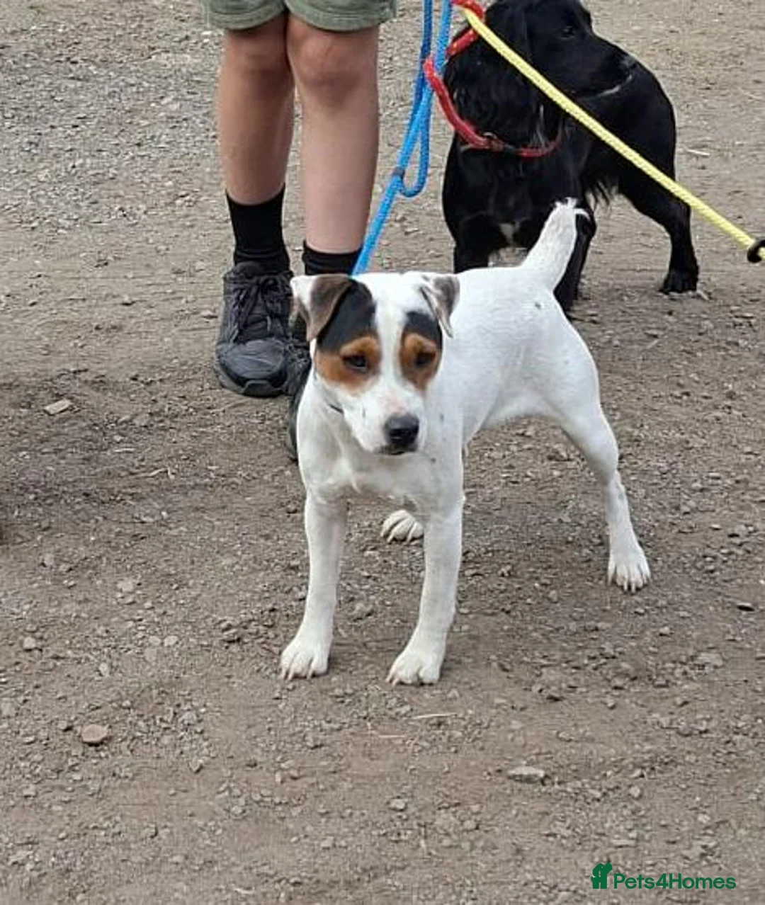 Jack Russell dogs for sale: Jack Russell Terrier Puppies for Sale - Advert 2