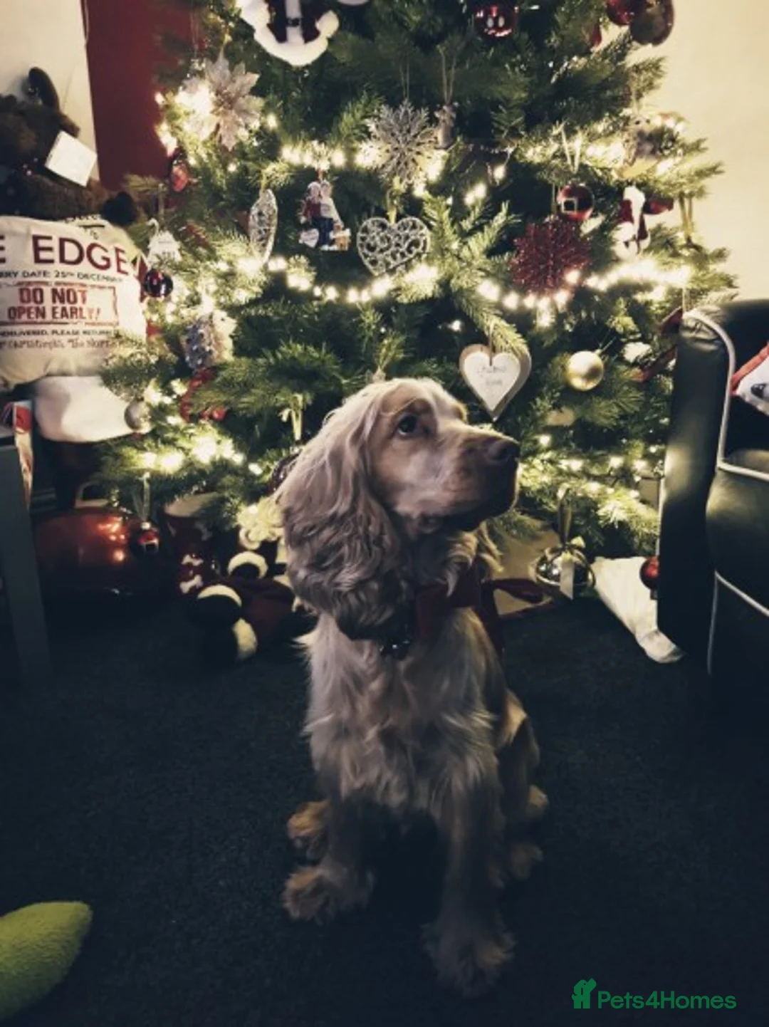 Cocker Spaniel dogs for stud: Proven Handsome Show Cocker Spaniel For Stud in Rochdale - Advert 18