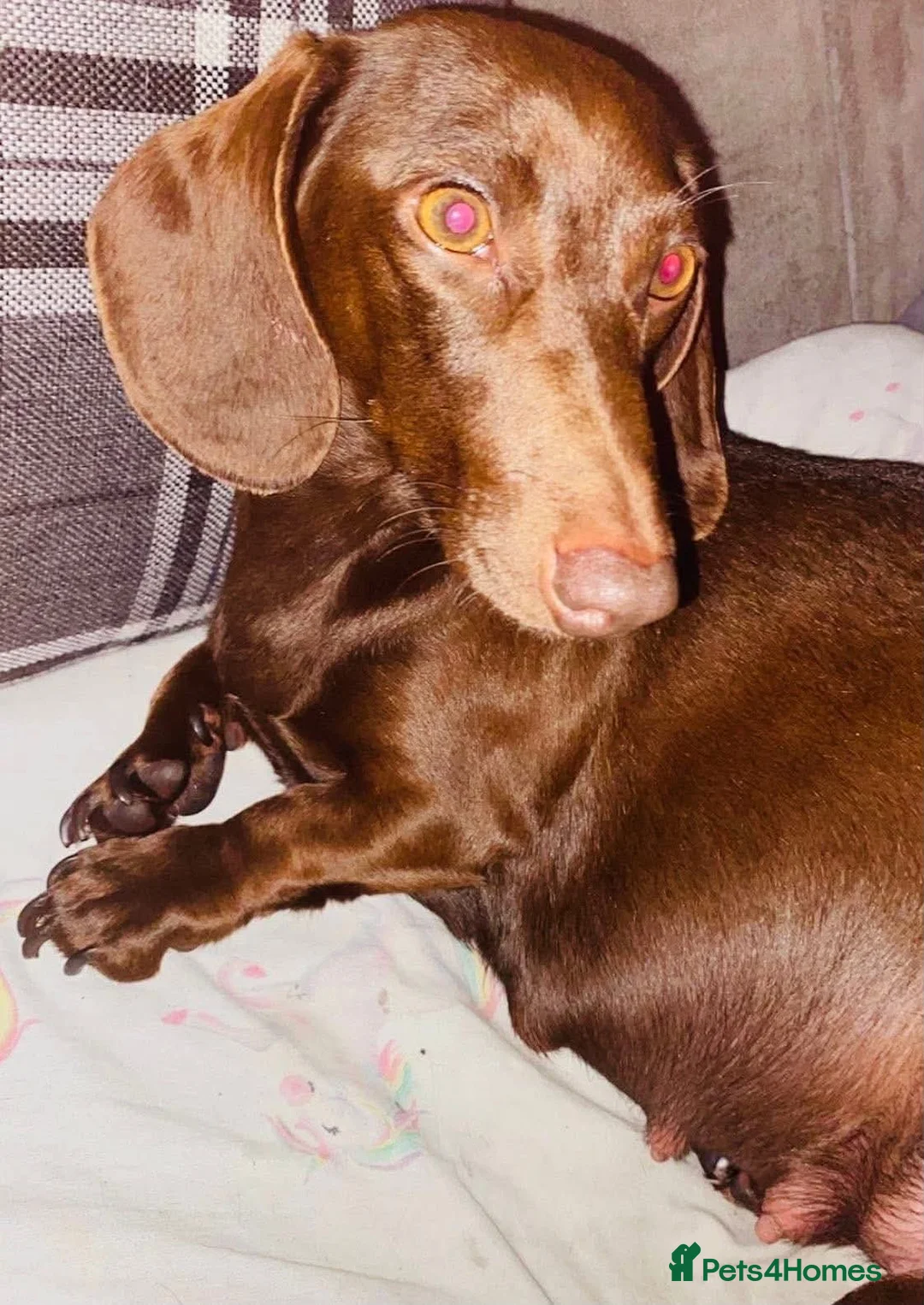 Dachshund dogs for sale: Miniature dachshund puppies  in Havant - Advert 2