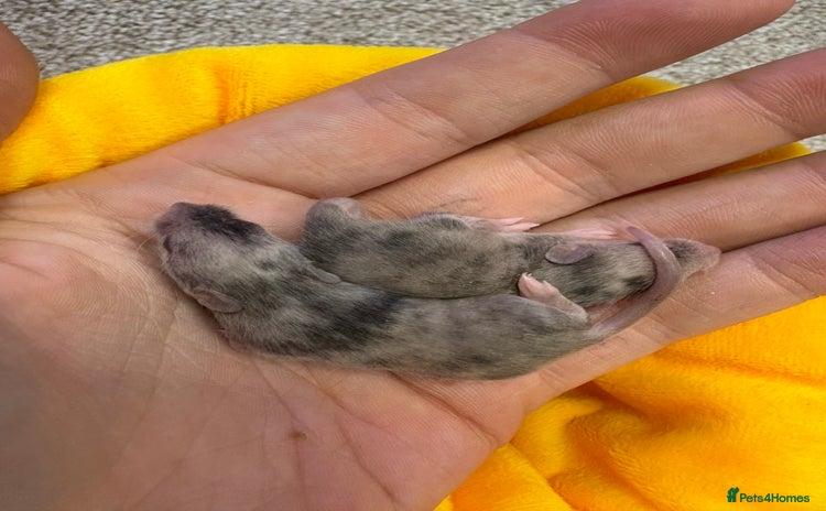 Mouse rodents in Honiton - Advert 4