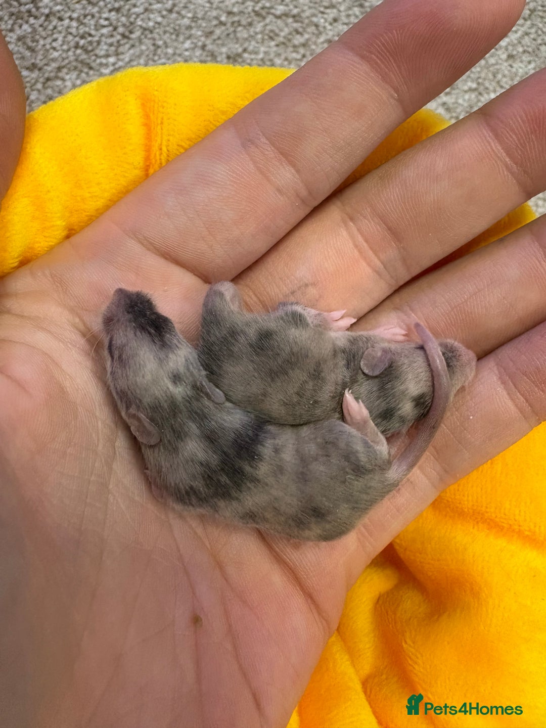 Mouse rodents for sale: Baby mice males and females  in Honiton - Image 1