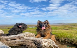 German Shepherd dogs for stud: ⭐️ Health tested, Proven, KC reg GSD ⭐️  - Image 6