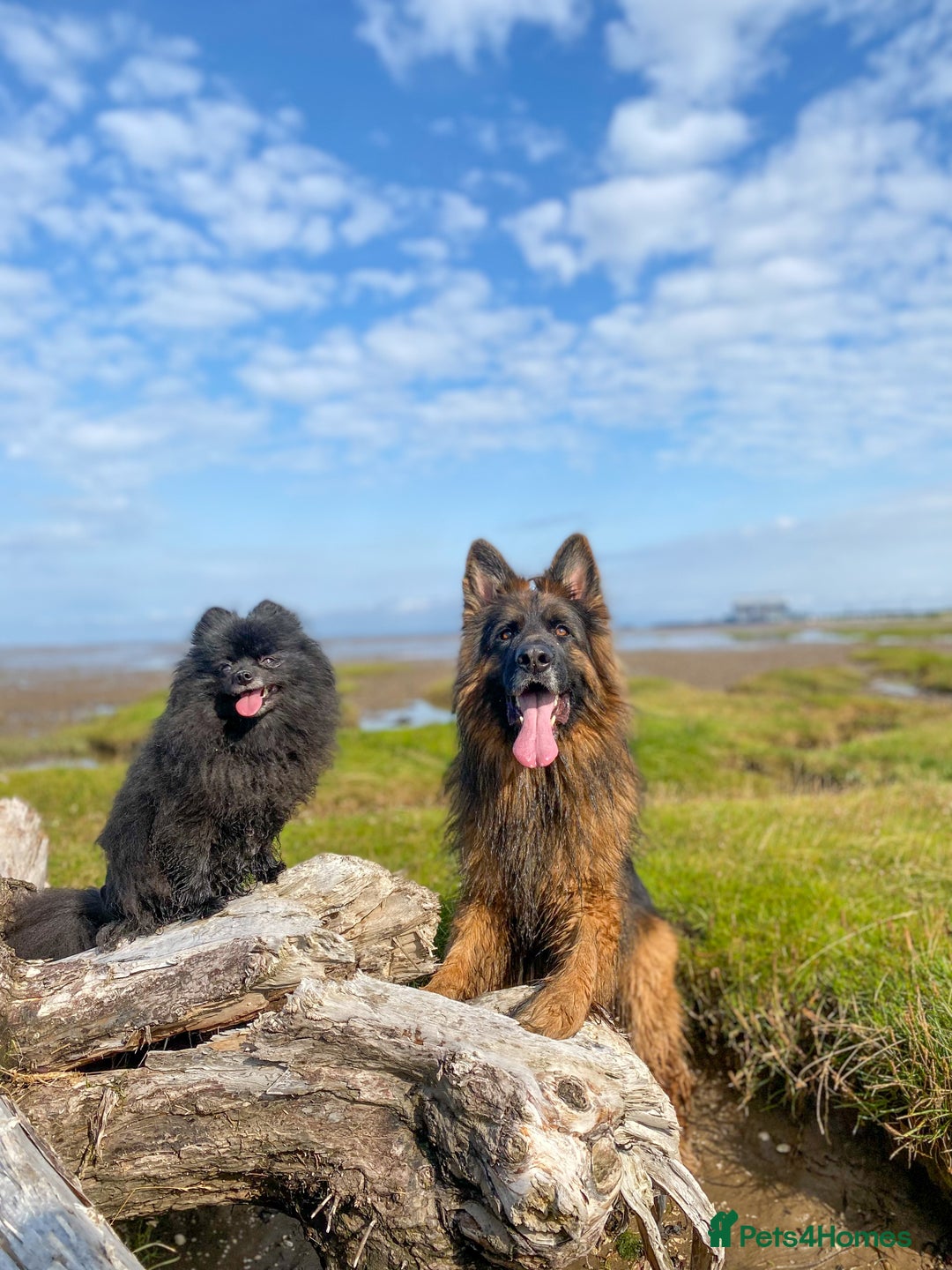 German Shepherd dogs for stud: ⭐️ Health tested, Proven, KC reg GSD ⭐️  - Image 6