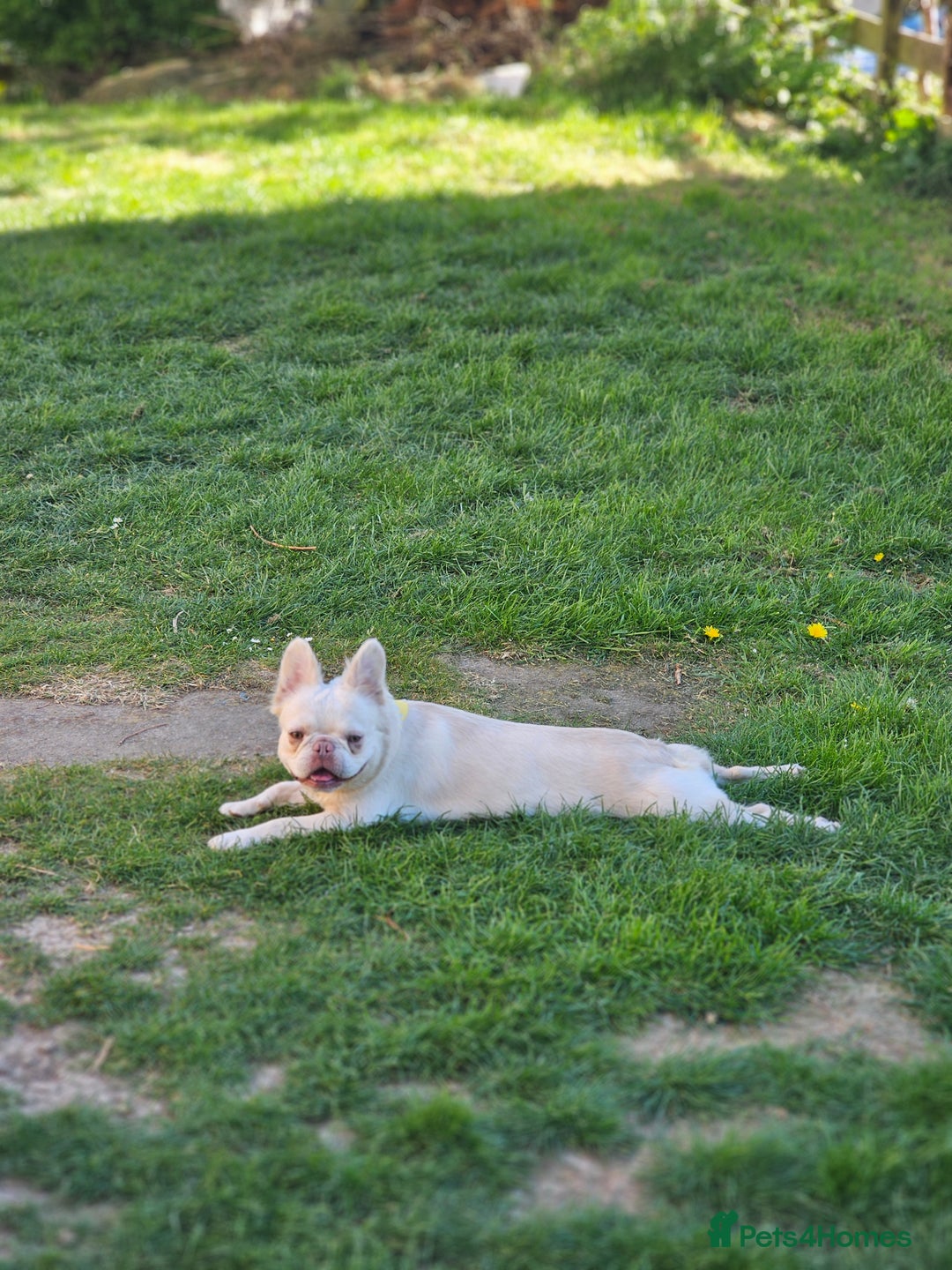 Mixed Breed dogs for sale: Micro exotic,s. - Advert 10