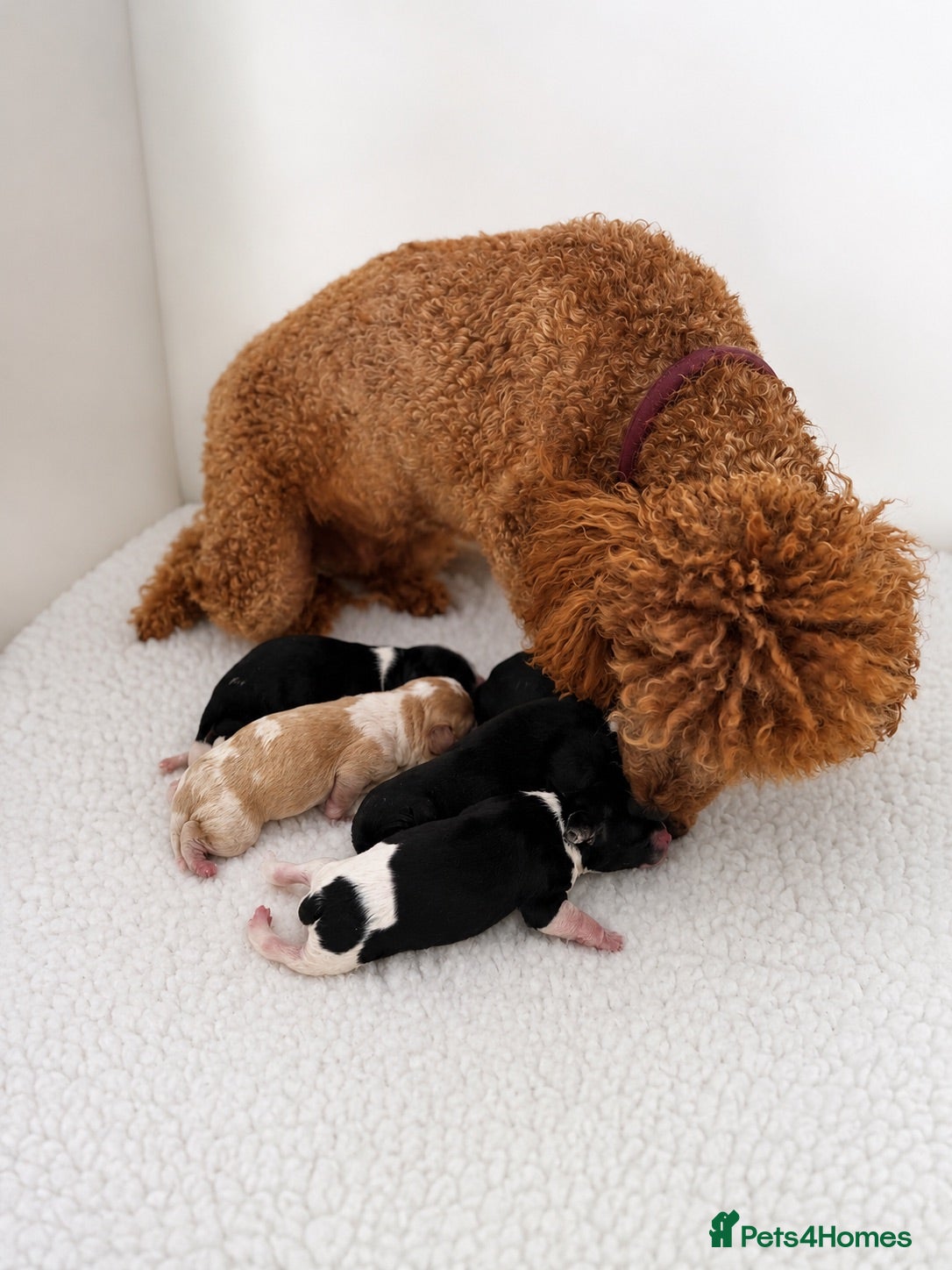 Cavapoo dogs 🧸F1  cavapoos – Ethical Licensed Breeder🧸 - Advert 2
