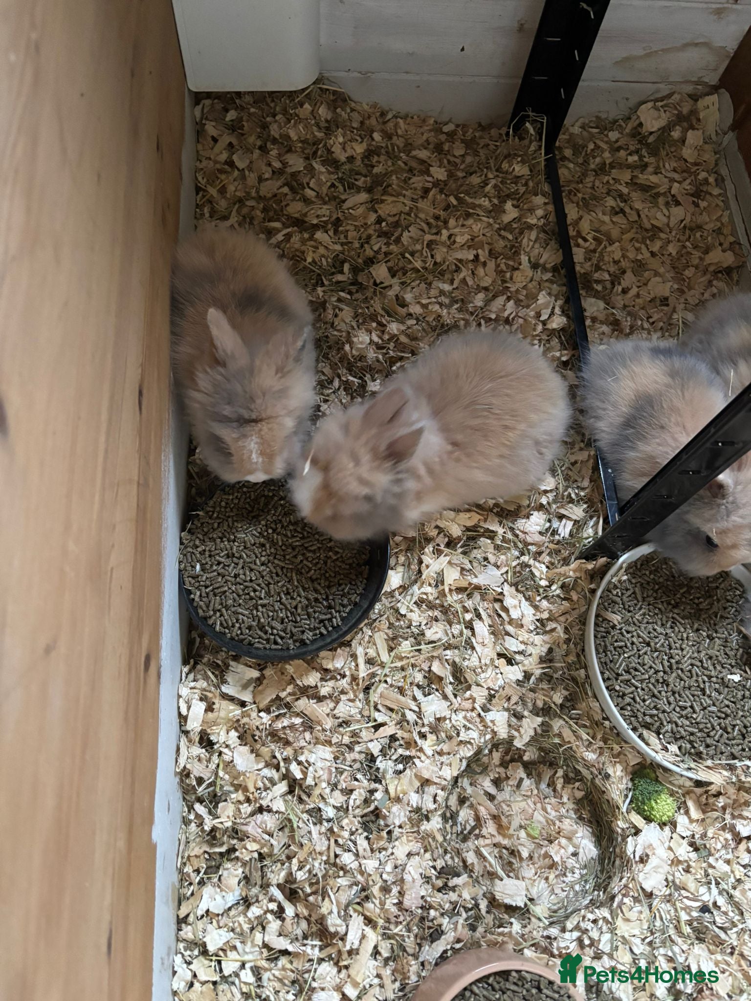 Lionhead rabbits Double Main Lionhead Boy Bunnies - Advert 3