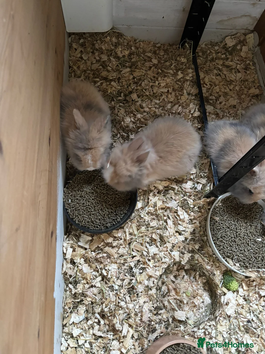 Lionhead rabbits for sale: Double Main Lionhead Boy Bunnies - Advert 1