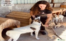 Mixed Breed dogs for adoption: Colonel, 5 yrs approx. Available for adoption  - Image 16