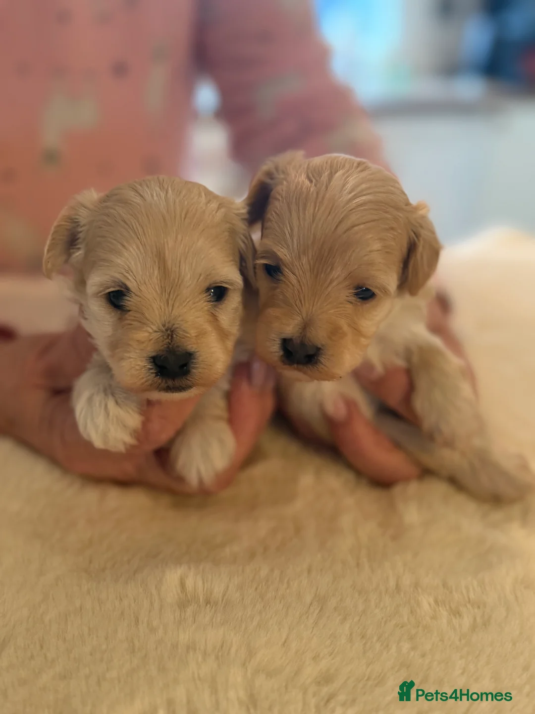 Maltipoo dogs for sale: BEAUTIFUL MALTIPOO F1 PUPPIES  - Advert 1