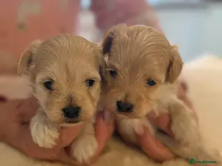 Maltipoo dogs BEAUTIFUL MALTIPOO F1 PUPPIES - Advert 3