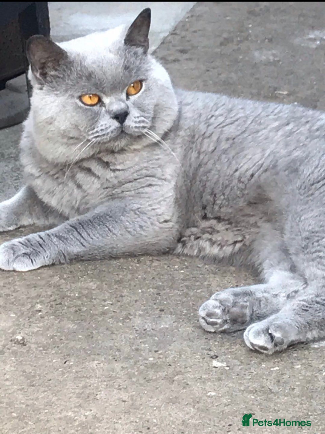British Shorthair cats for stud: 💙 BLUE STUD EAST MIDLANDS 💙 in Derby - Image 8