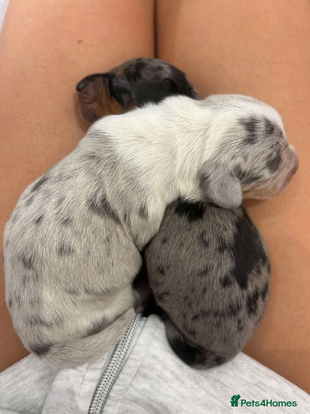 Miniature Dachshund dogs for sale: Only 4 left! Adorable Mini Dachshund Puppies 🐾🐶 - Image 32