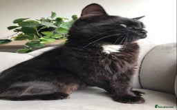 Mixed Breed cats for sale: 4 beautiful babies looking for their forever homes - Image 14