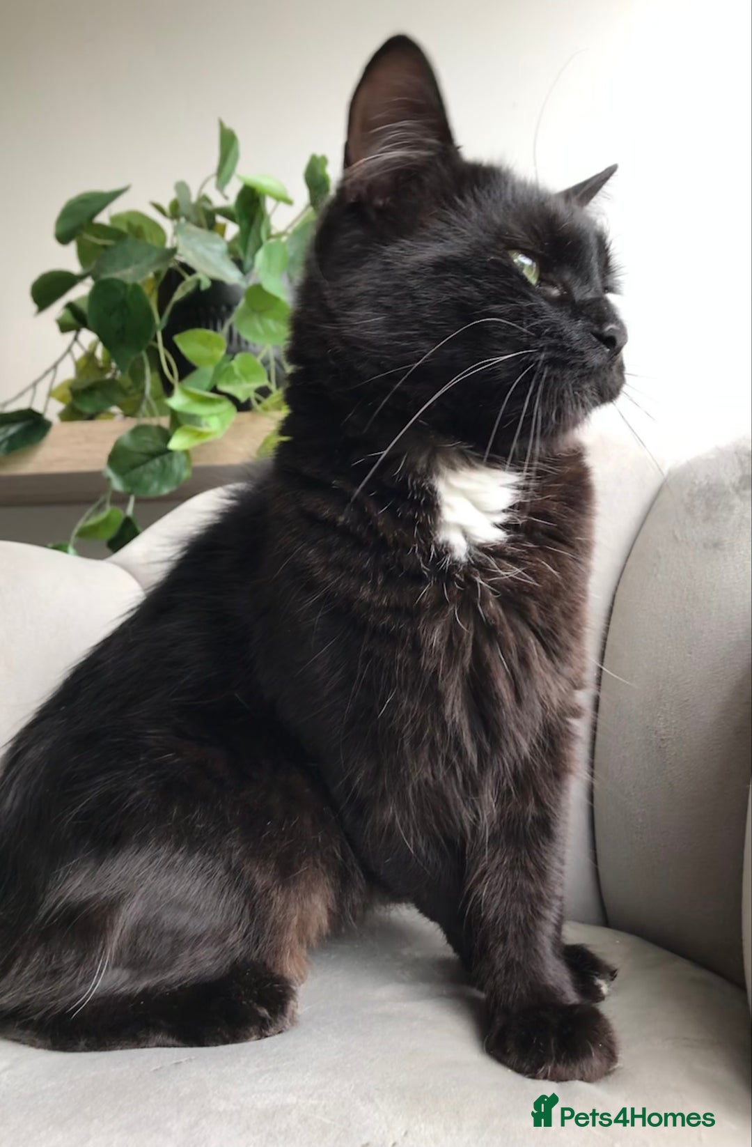 Mixed Breed cats for sale: 4 beautiful babies looking for their forever homes - Image 14