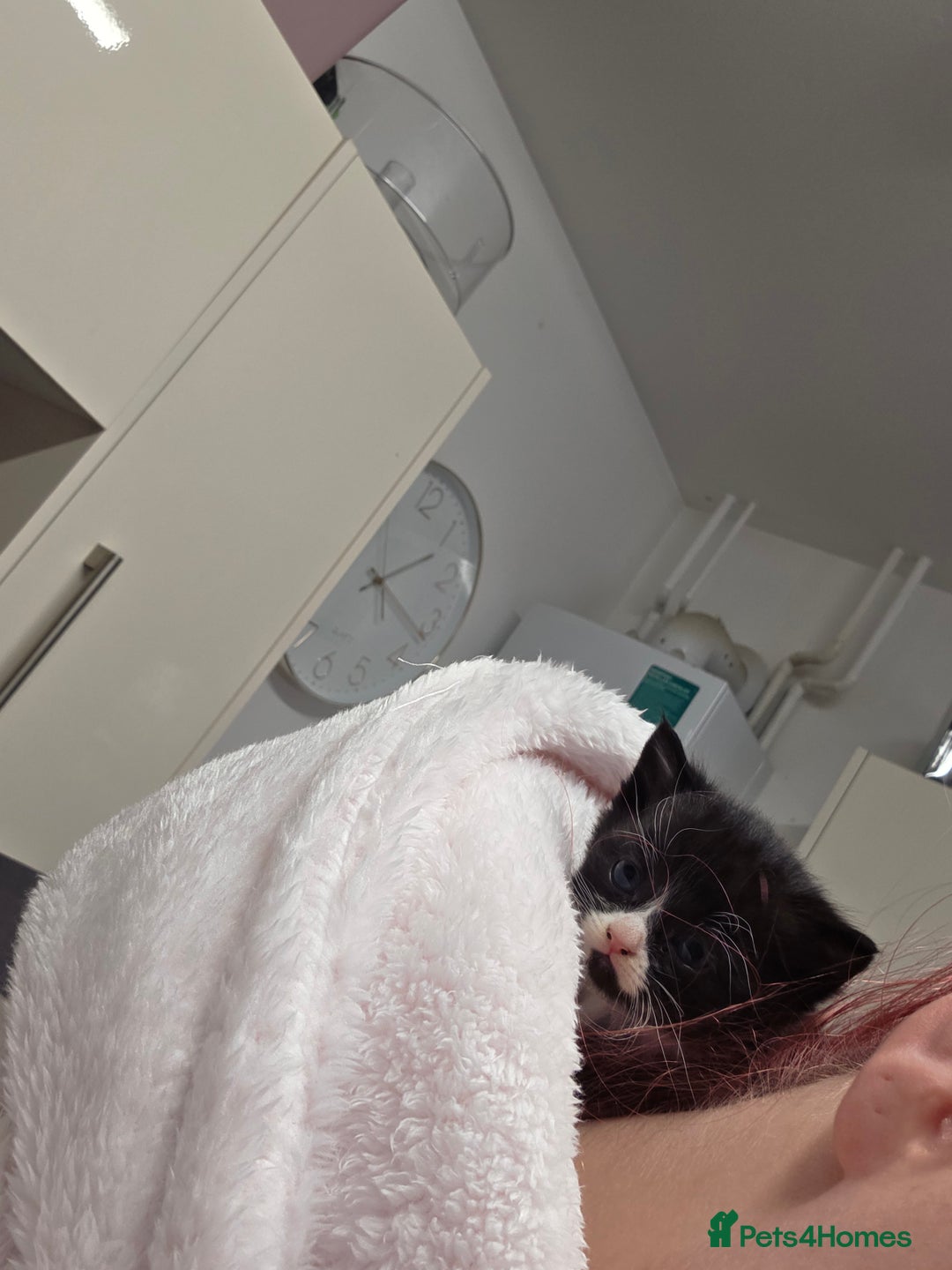 Domestic Shorthair cats for sale: Kittens for sale. - Advert 5