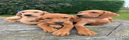 Labrador Retriever dogs for sale: Fox red & Yellow Labrador Puppies  - Advert 3