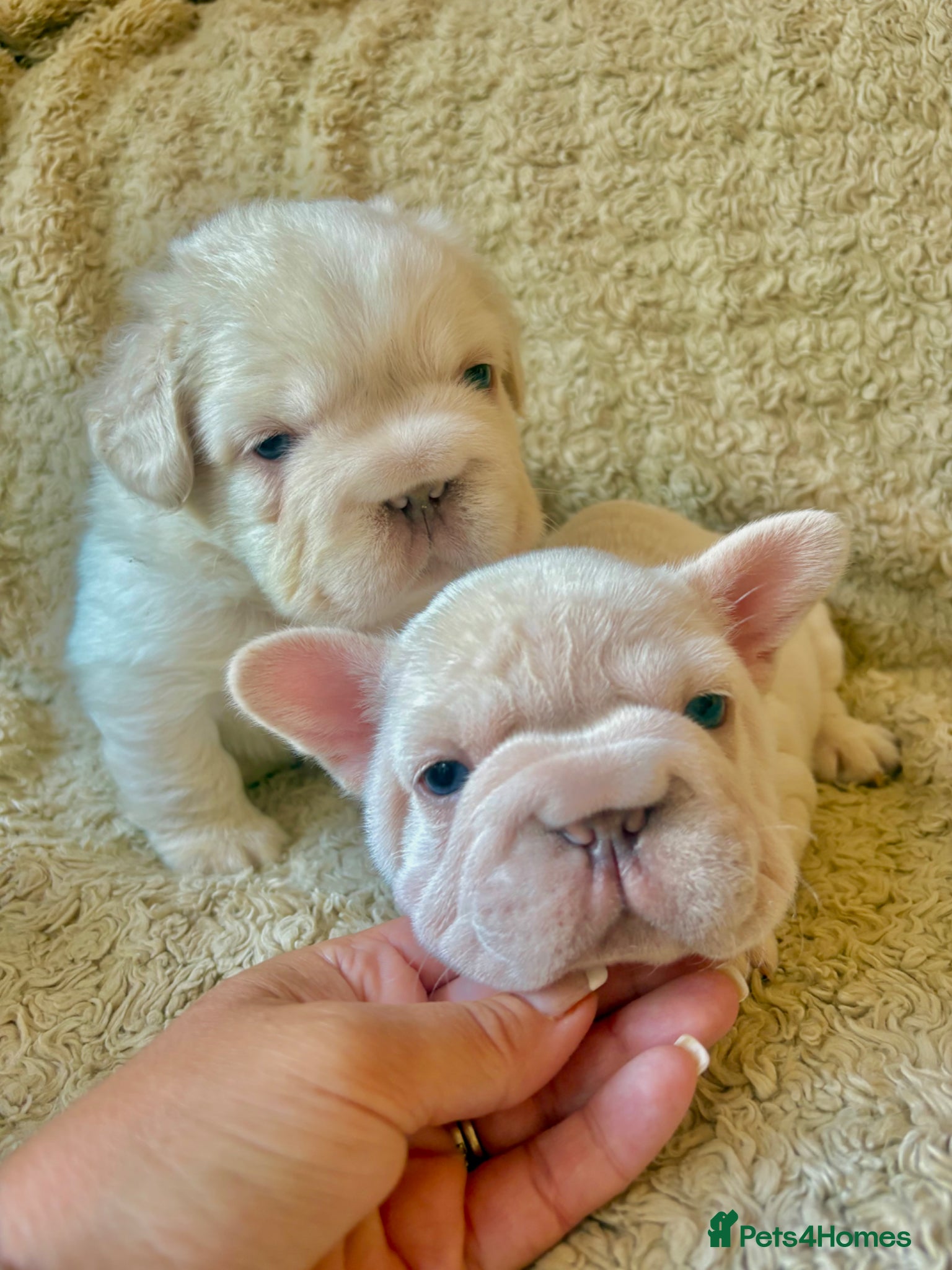 French Bulldog dogs for sale: French Bulldog Babies Ready Soon - Advert 4