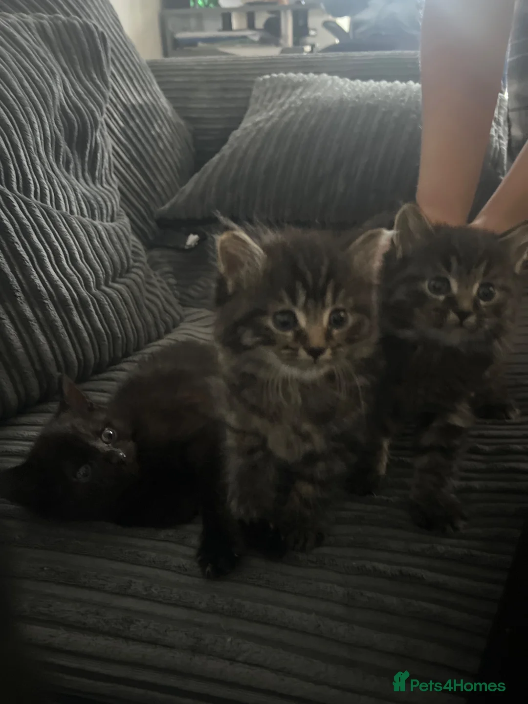 Ragdoll cats for sale: 3 beautiful mixed breed kittens  in Thornton Heath - Advert 7
