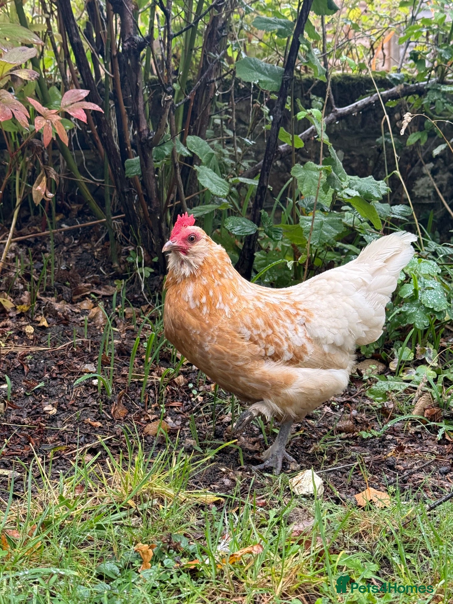 Chickens poultry Mixed Bantam Hen  - Advert 1