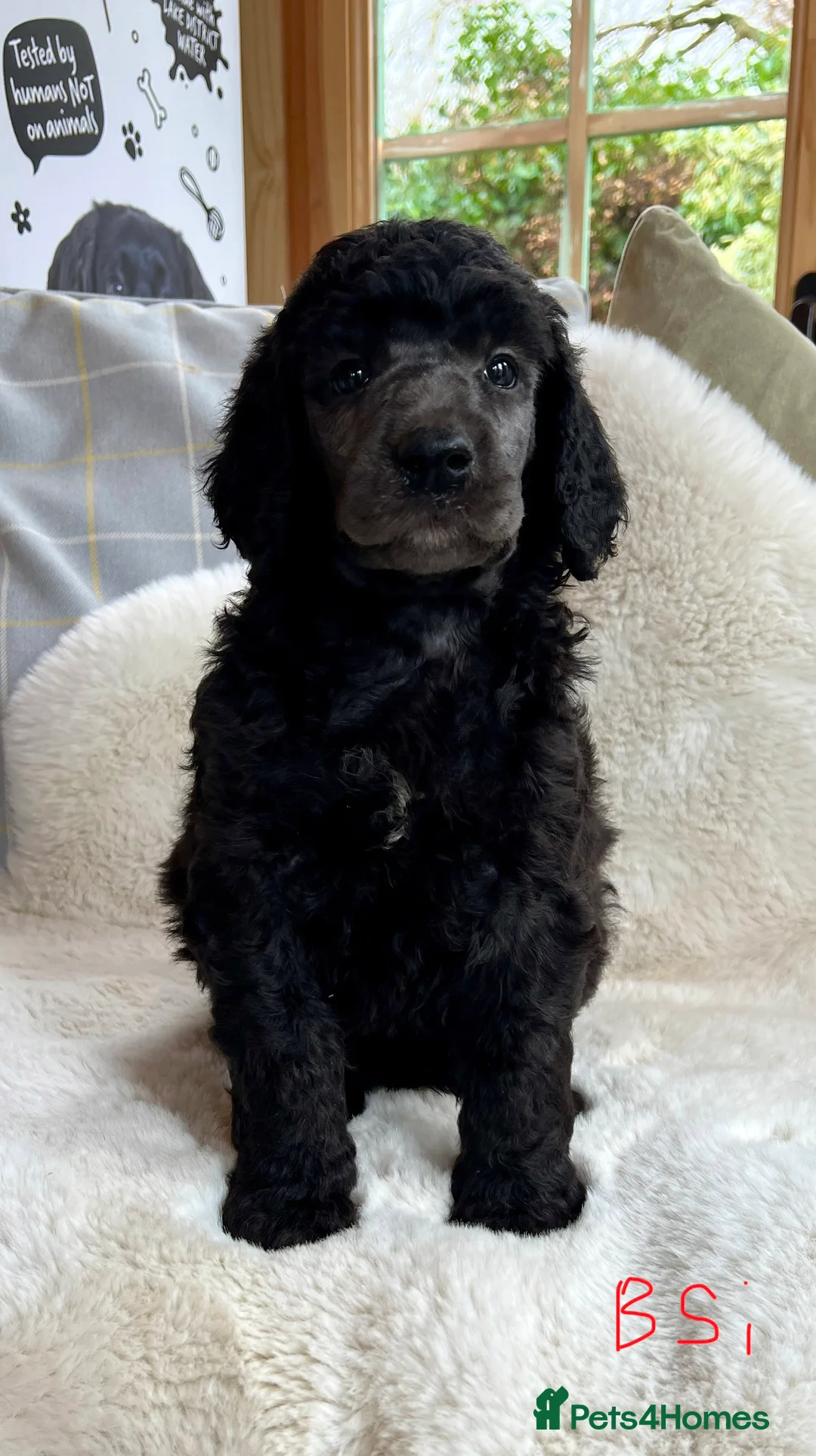 Standard Poodle dogs for sale: Stunning KC reg standard poodles  - Advert 16