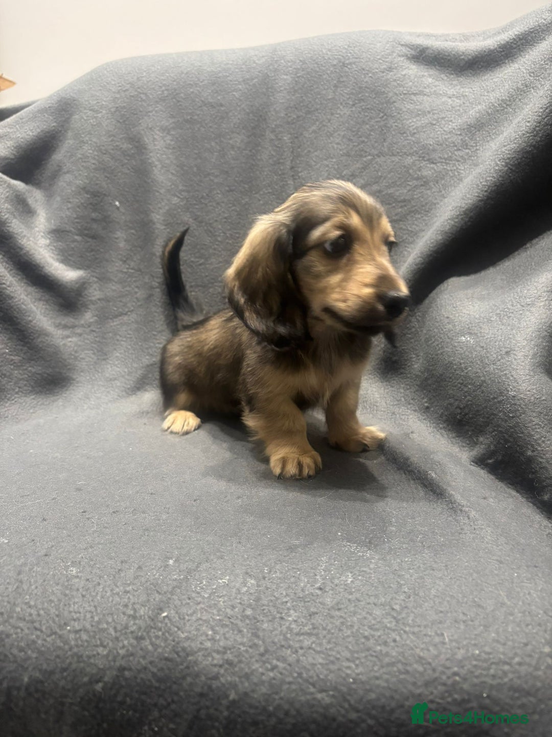 Miniature Dachshund dogs for sale: 🩷LAST GIRL🩷Shaded Cream,Long Hair,Mini Dachshund - Advert 16