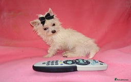 Maltese dogs for sale: XXXXS Tiny Maltese X Chihuahua F1 Malchi Boy Puppy - Image 4