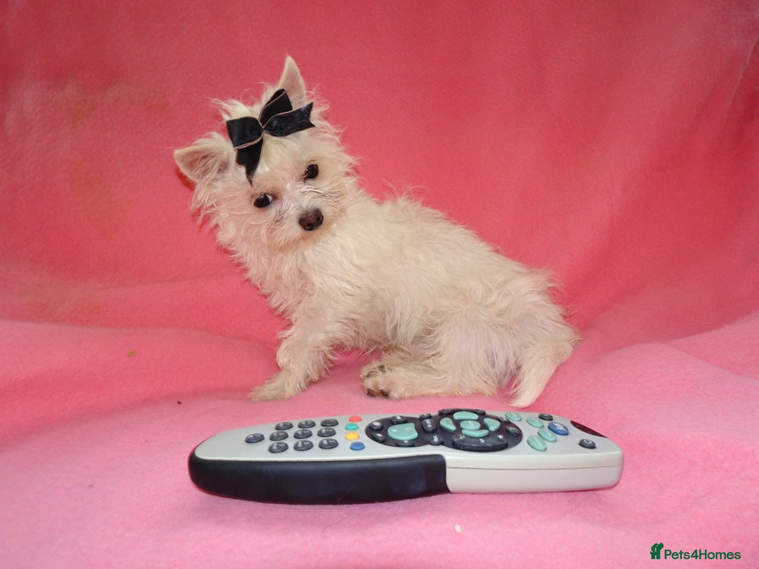Maltese dogs for sale: XXXXS Tiny Maltese X Chihuahua F1 Malchi Boy Puppy - Image 4