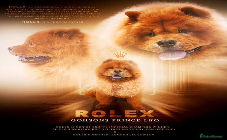 Chow Chow dogs - Advert 1
