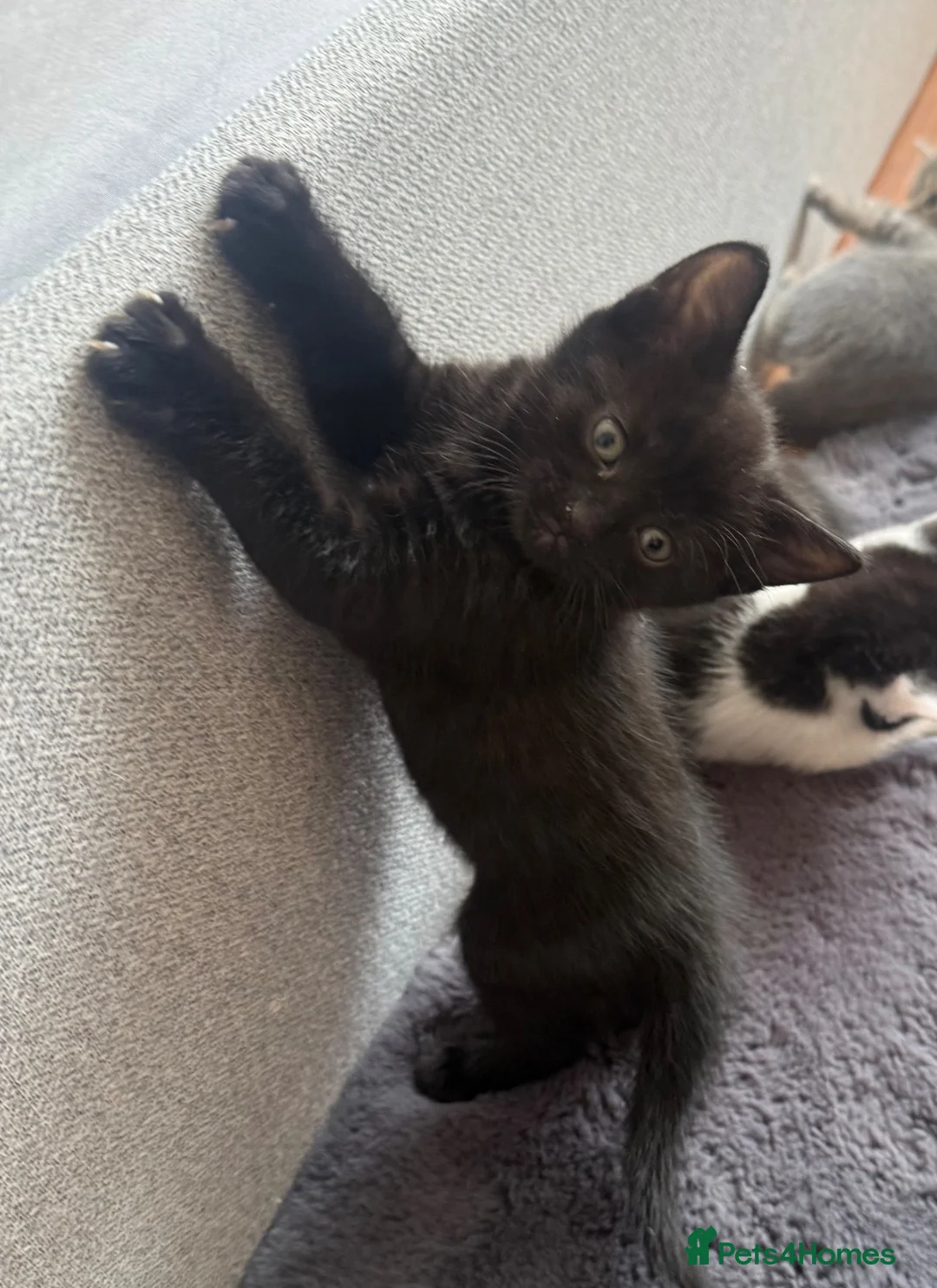 Mixed Breed cats for sale: Two adorable kittens. - Advert 10