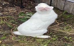 New Zealand rabbits for sale: New Zealand White  - Image 3