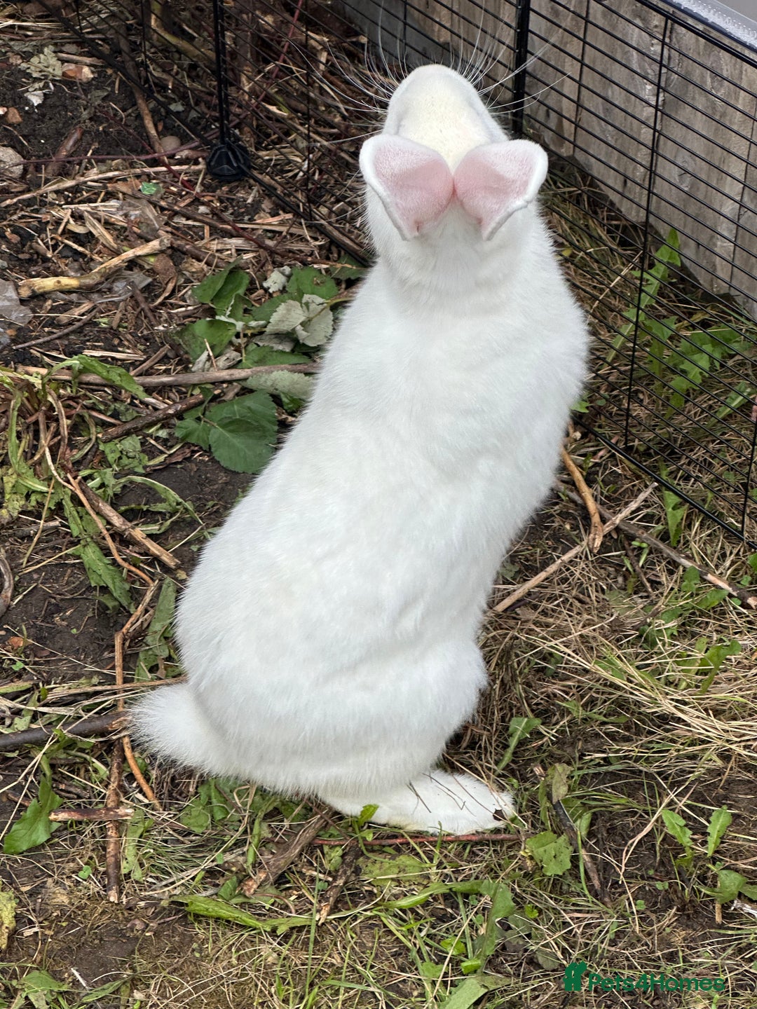 New Zealand rabbits for sale: New Zealand White  - Image 3