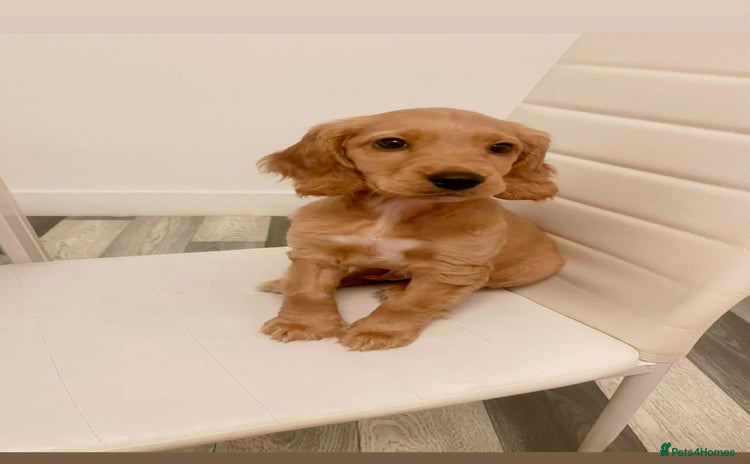 Mixed Breed dogs Cockapoo puppy  - Advert 4