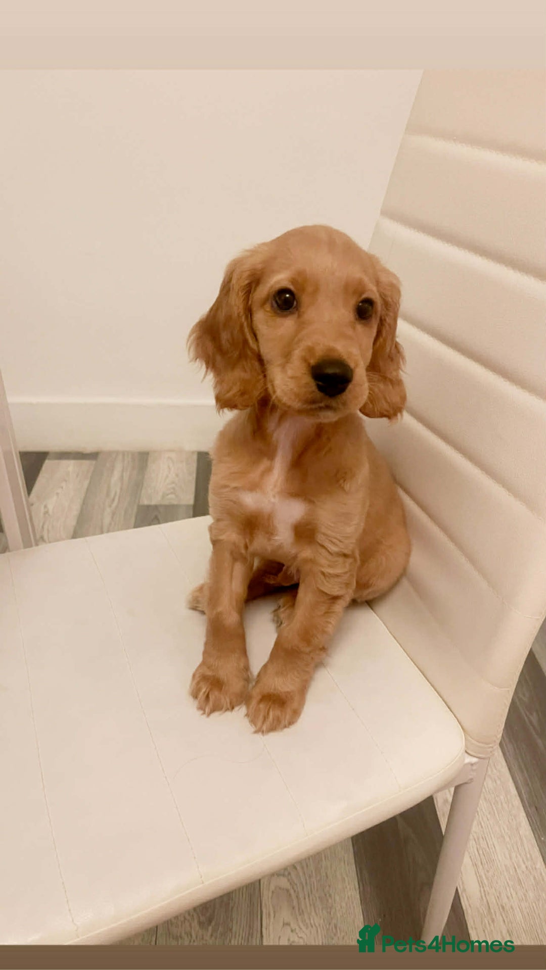 Mixed Breed dogs for sale: Cockapoo puppy  - Advert 1