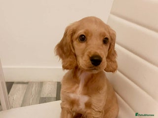 Mixed Breed dogs Cockapoo puppy - Advert 6